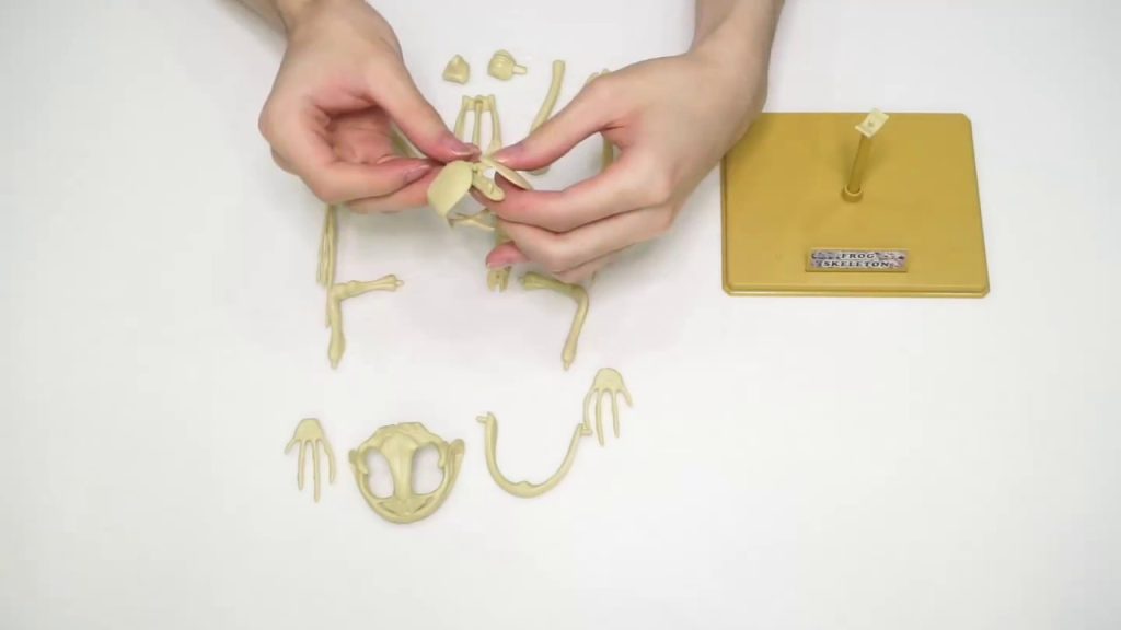 How to Make a Frog Skeleton for School Project