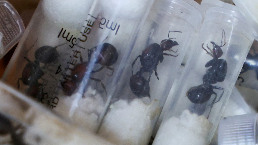 One ant for $220: the new frontier of wildlife trafficking