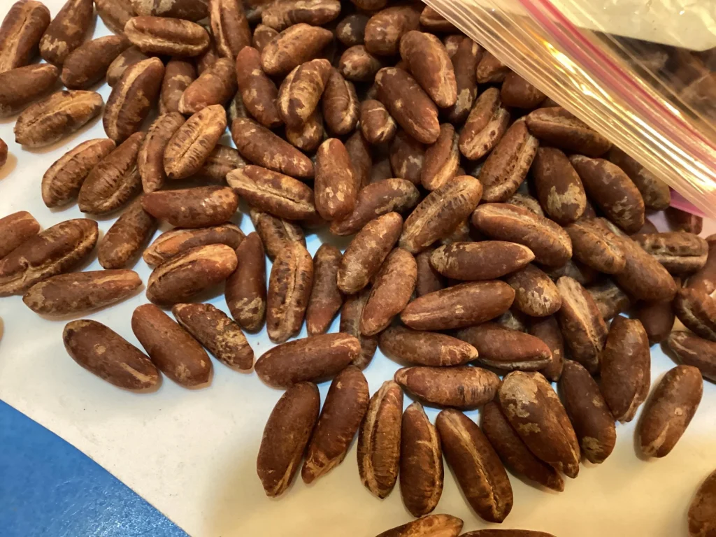 How to Plant Palm Seeds