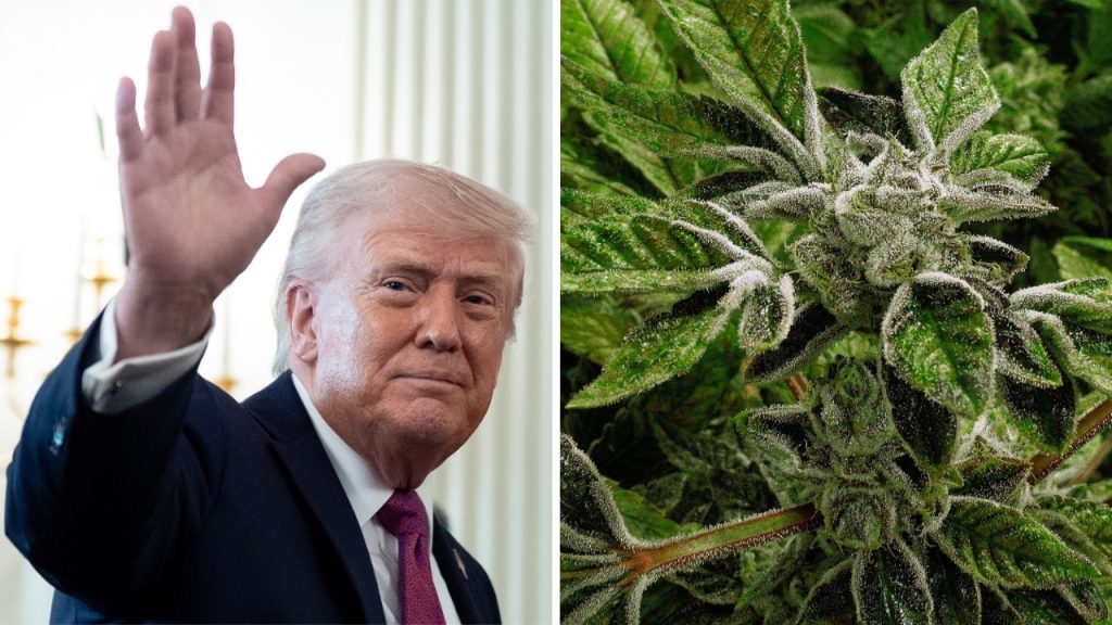 Trump administration reclassifies cannabis as less dangerous