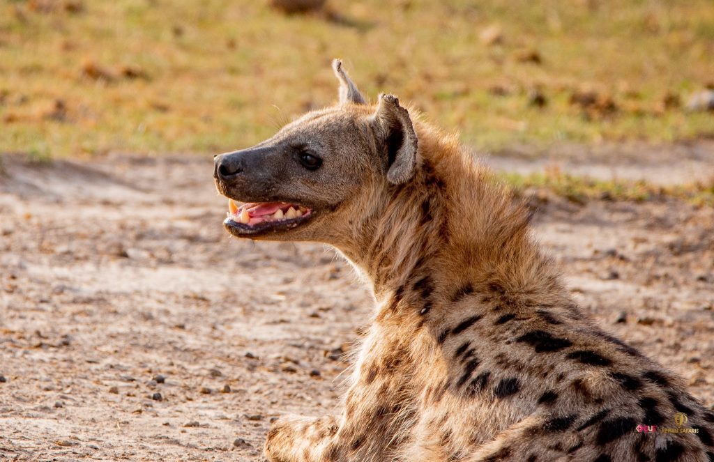 KWS Warns Public Against Consuming Hyena Meat Killed in Thika