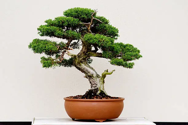 How to Take Care of Bonsai Plants