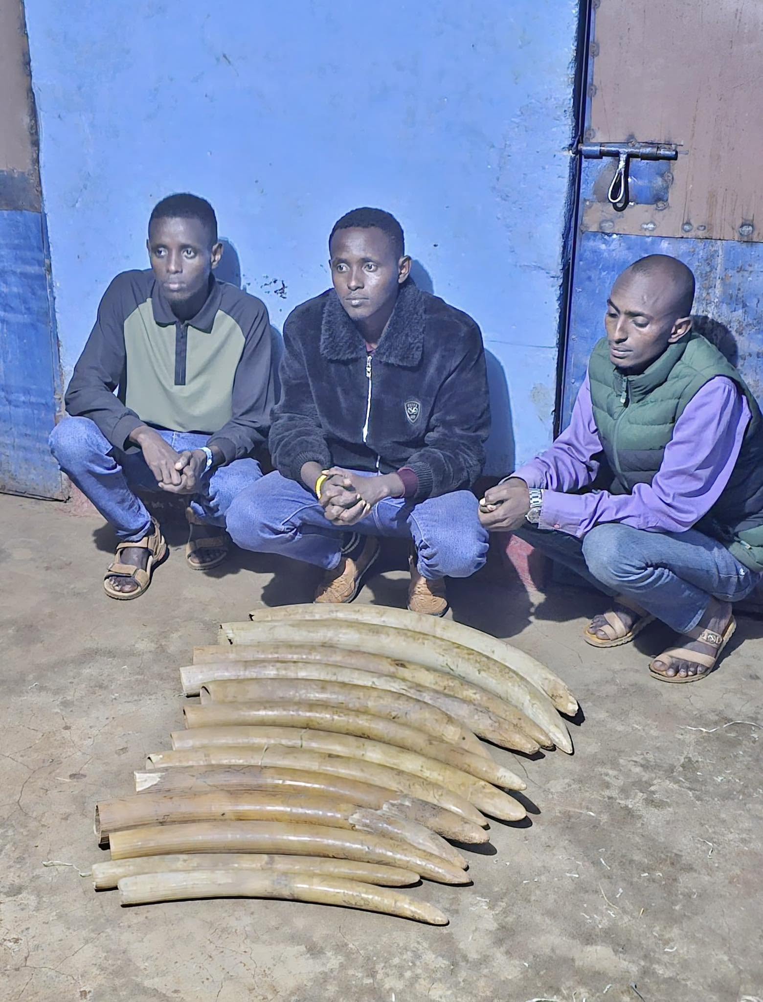 Three Arrested in Marsabit, 13 Elephant Tusks Recovered