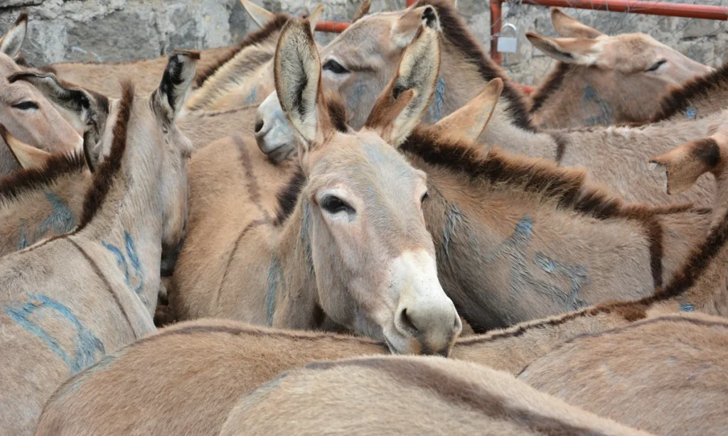 The National Crime Research Centre (NCRC) will on Thursday launch a landmark report detailing the extent of theft and illegal trade in donkey skins and related products in Kenya, shedding light on what it describes as an emerging security and socio-economic challenge. The report, titled Theft and Illegal Trade in Donkey Skins and Related Products in Kenya, is the first comprehensive national study examining the scale, drivers and impacts of donkey theft and the illicit trade in donkey skins. According to the NCRC, the findings expose the complex nature of the illegal trade, including the involvement of organised criminal actors, sophisticated supply chain networks and the growing threat posed by transnational organised crime. The study also outlines a raft of recommendations aimed at strengthening law enforcement responses, enhancing policy and legislative frameworks, improving inter-agency coordination, promoting regional cooperation and safeguarding Kenya’s donkey population. The report comes at a time when Kenya is intensifying efforts to curb illegal donkey slaughter and trafficking following the government’s ban on commercial donkey slaughter for skin production. Authorities have also expressed concern over the emergence of criminal networks exploiting the illicit trade despite the ban. Dr. Dickson Gitonga, the Principal Research Analyst at the NCRC, said the study establishes a clear link between international demand for donkey skins and the persistence of the illegal trade. “Our research shows that the illegal donkey skin trade is driven by strong international demand and enabled by weaknesses in enforcement. The impacts extend beyond animal welfare to affect rural livelihoods, food security, and community well-being. We hope these findings will inform evidence-based policies and stronger regional cooperation,” he said. NCRC Deputy Director Dr. Tioko Logiron said the report provides critical evidence to guide government agencies and other stakeholders in addressing the growing challenge. “This study provides a strong evidence base to guide policy and operational responses to an emerging security and socio-economic challenge. We encourage all stakeholders to work together to implement the recommendations and strengthen the protection of Kenya’s donkey population. The Centre will continue to support research that informs effective crime prevention and public policy,” he said. The report is expected to inform future policy interventions and strengthen collaboration among government agencies, law enforcement bodies, animal welfare organisations and regional partners in tackling the illegal donkey skin trade.