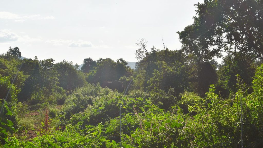 KFS Invites Public Views on Proposed Airstrip at Upper Imenti Forest