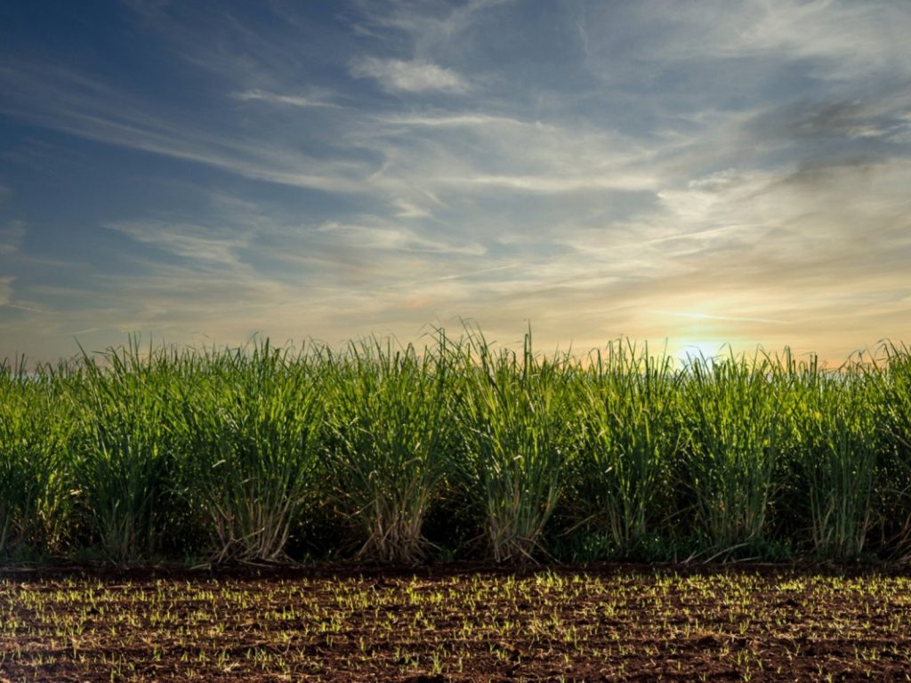 Kipenzi Sugar Plans Sh1.45 Billion Factory in Siaya to Boost Sugar Production Kipenzi Sugar Plans Sh1.45 Billion Factory in Siaya to Boost Sugar Production