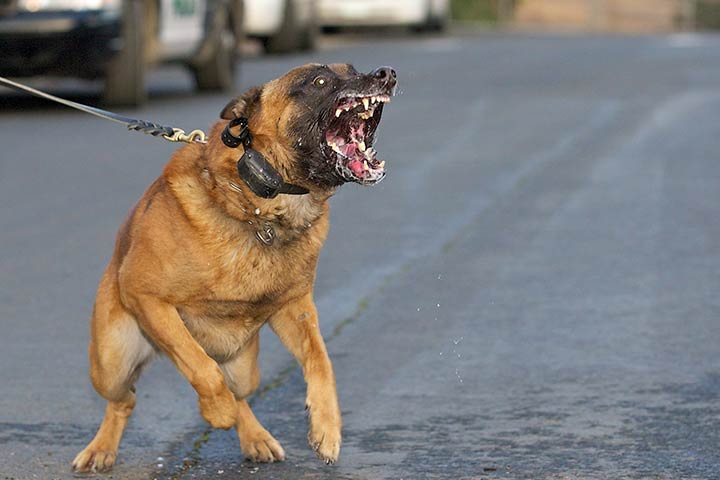 Cop hospitalised after security dog attack at KICC