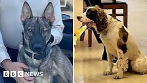 US officer charged after two police dogs die in hot patrol car US officer charged after two police dogs die in hot patrol car