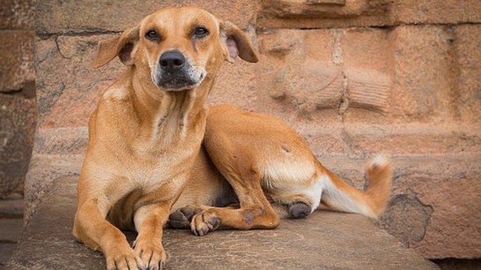 Man dies after being mauled by stray dogs in Kiambu