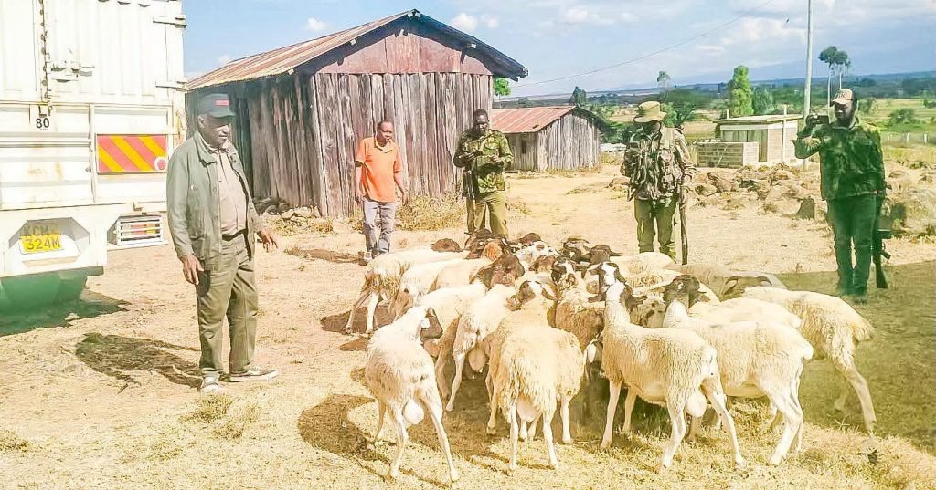 Police recover stolen livestock in Laikipia