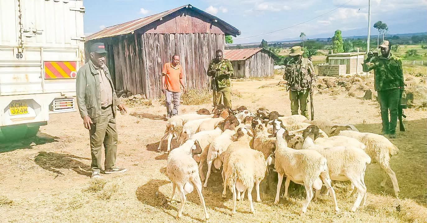 Police recover stolen livestock in Laikipia - Kahawatungu
