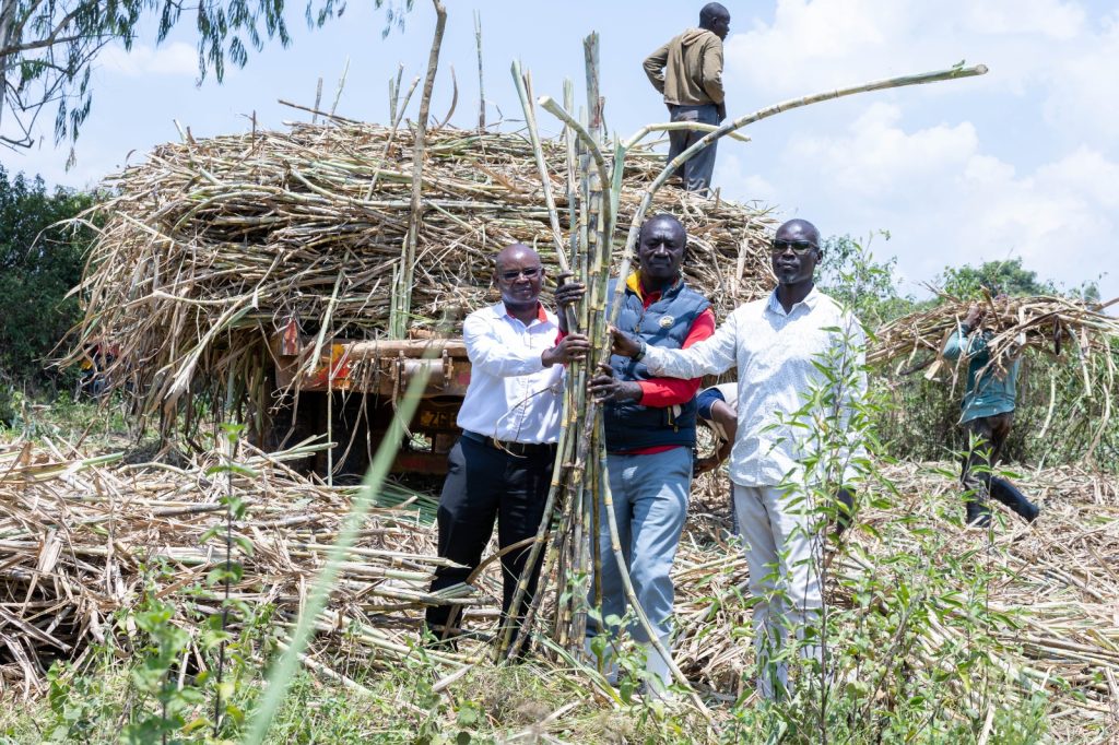 From Fisherman to Cane King: How a Siaya Farmer Built a 480-Acre Empire (L-R) Equity Bank Mumias Branch Manager Nelson Ogony, cane farmer Peter Radido Otieno and Head of Agriculture, West Kenya Sugar, Titus Ondigo, at Otieno’s sugarcane farm, where he has built a thriving enterprise with support from West Kenya Sugar and Equity Bank. Otieno has grown from one acre to nearly 500 acres and now supplies over 6000 metric tonnes of cane every year.