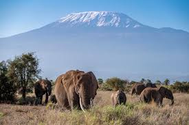 Four suspects arrested over deaths of 18 elephants in Amboseli ecosystem - Kahawatungu