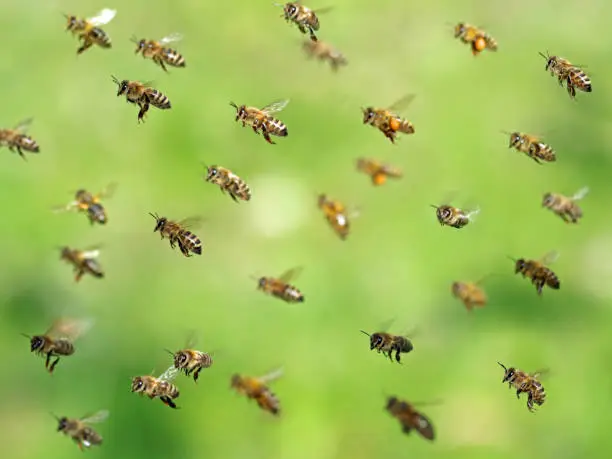 How to Chase Away Bees How to Chase Away Bees