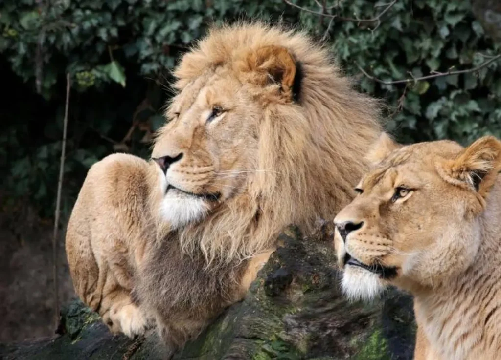 Ten lions die in suspected poisoning at Tanzania wildlife reserve Ten lions die in suspected poisoning at Tanzania wildlife reserve