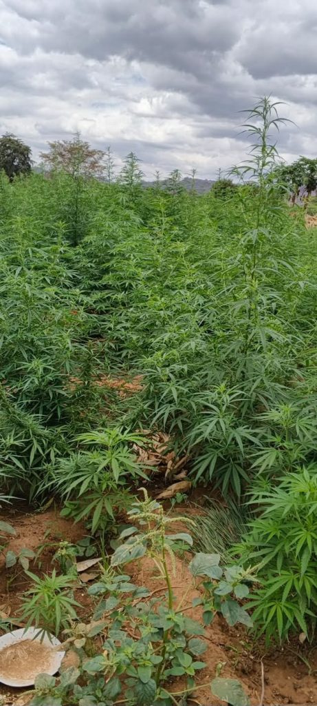Sh60 Million Bhang Plantation Discovered in Mwingi Sh60 Million Bhang Plantation Discovered in Mwingi