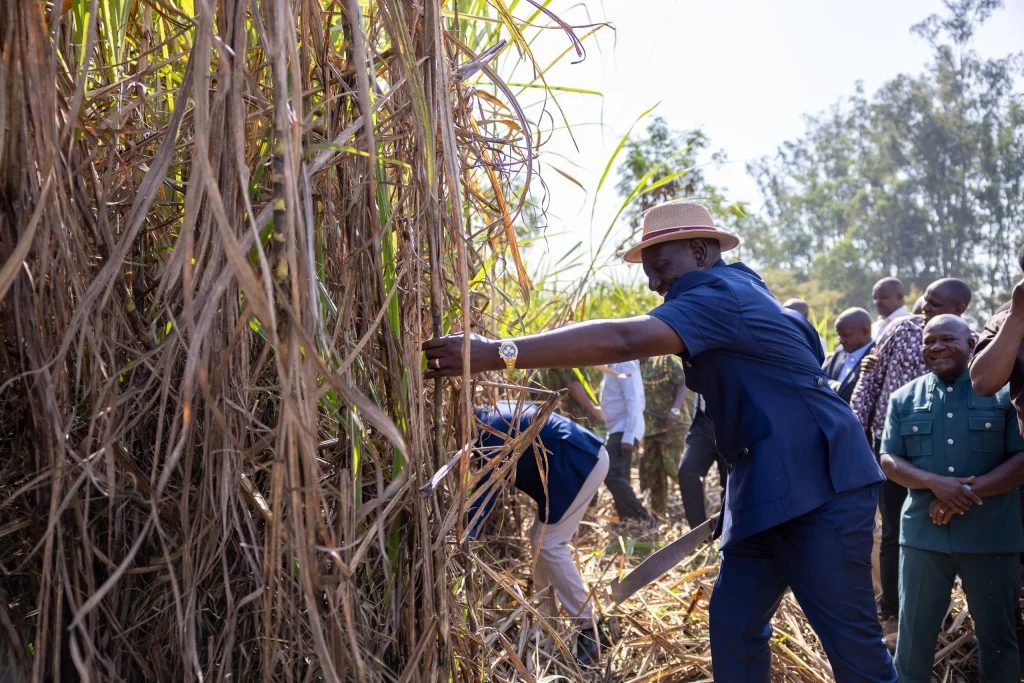 Sugar Farmers Raise Concerns Over Proposed Changes to Sector Financing Sugarcane