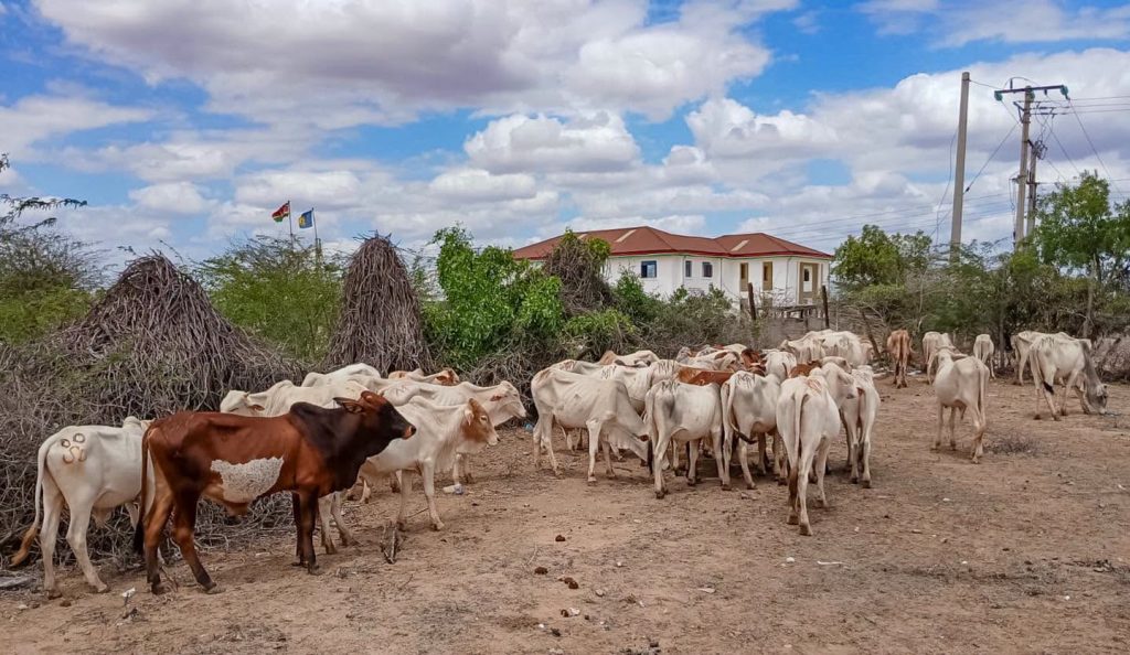Two arrested as Police Recover Stolen Cattle in Garissa