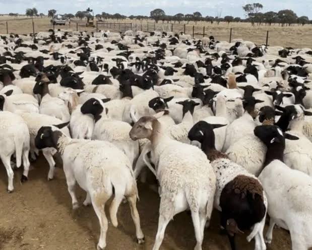 5,500 Dorper Sheep Worth $1.7 Million Stolen from Queensland Farm 5,500 Dorper Sheep Worth $1.7 Million Stolen from Queensland Farm