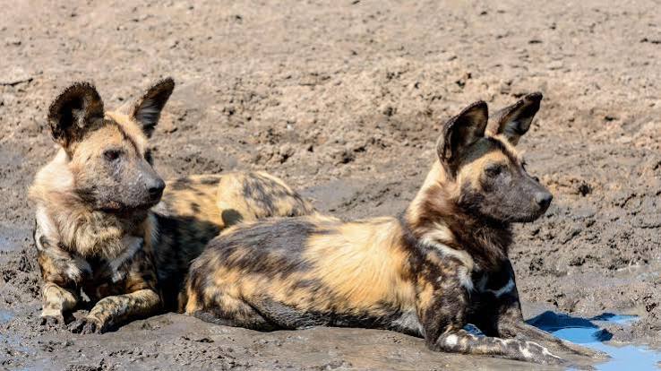 Wild dogs record 2,500-mile trek across Africa in search of a mate Wild dogs record 2,500-mile trek across Africa in search of a mate