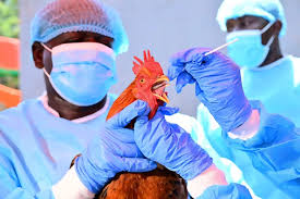 US, Kenya launch new tools to strengthen zoonotic disease prevention US, Kenya launch new tools to strengthen zoonotic disease prevention