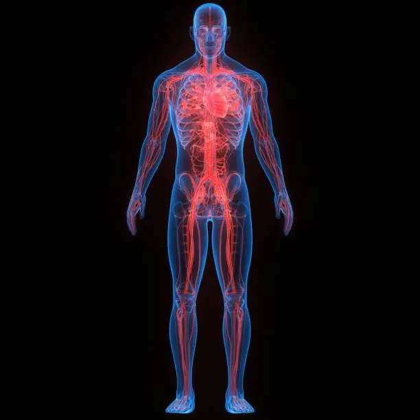 How to Improve Blood Circulation How to Improve Blood Circulation