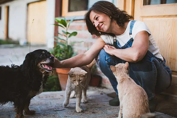 How to Introduce a Cat to a Dog How to Introduce a Cat to a Dog