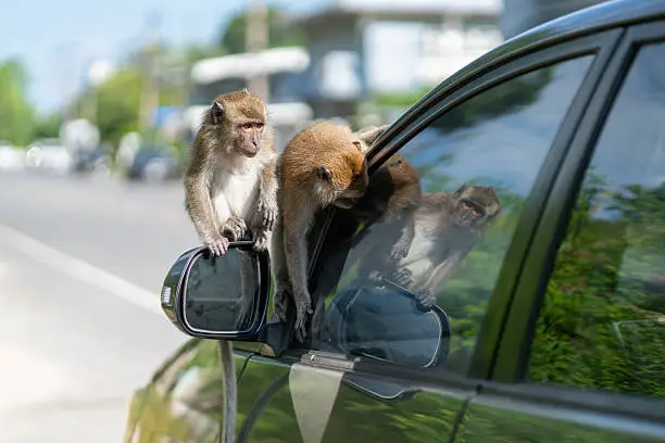 How to Minimise Human-Wildlife Conflicts How to Minimise Human-Wildlife Conflicts