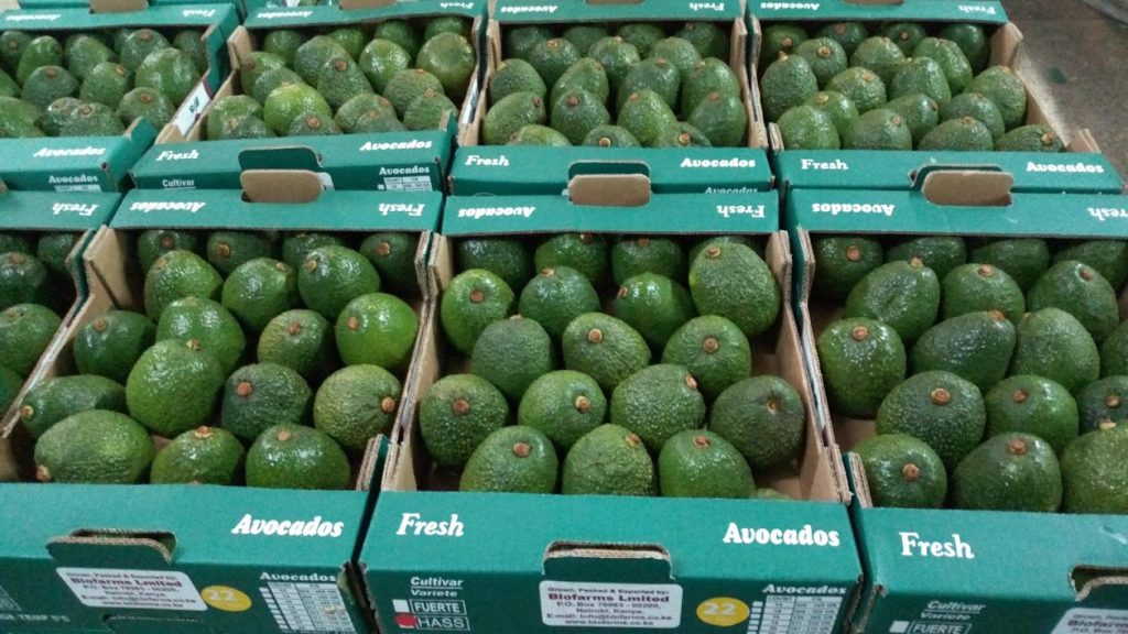 avocado export kenya