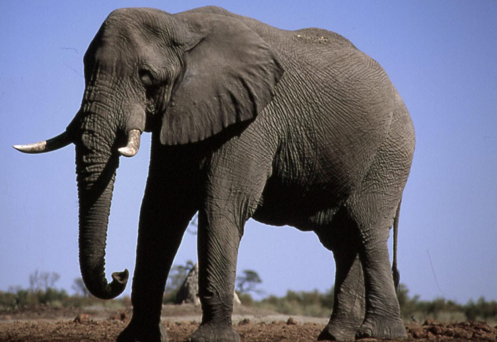 Two herders killed by elephants in separate attacks in Samburu, Garissa