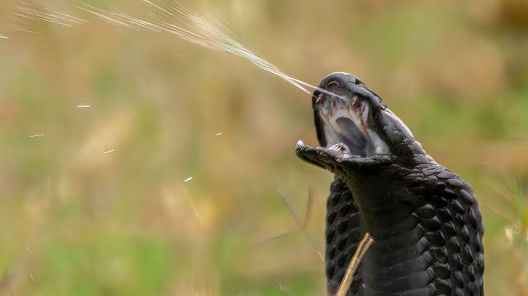 Woman dies after cobra bite in Garissa