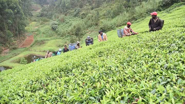 KTDA scouts US, Georgia tea markets as farmers grapple with mixed bonus earnings
