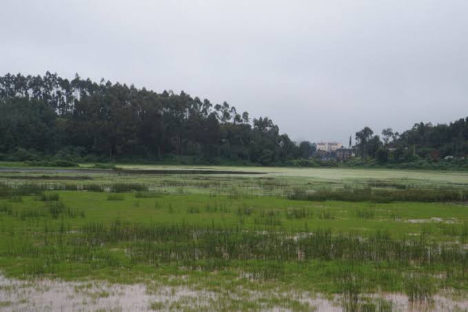 Three children aged 4, 9 and 10 found dead in Murang’a swamp