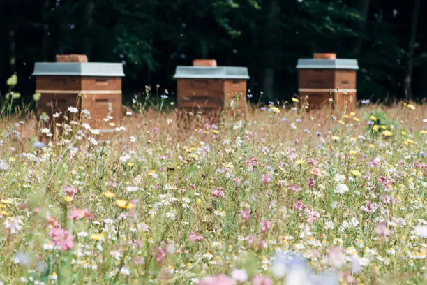 How to Attract Bees to a New Hive How to Attract Bees to a New Hive